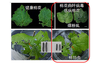 近日，微生物研究所發(fā)現(xiàn)雙生病毒調(diào)控植物免疫平衡實(shí)現(xiàn)全新生態(tài)功能